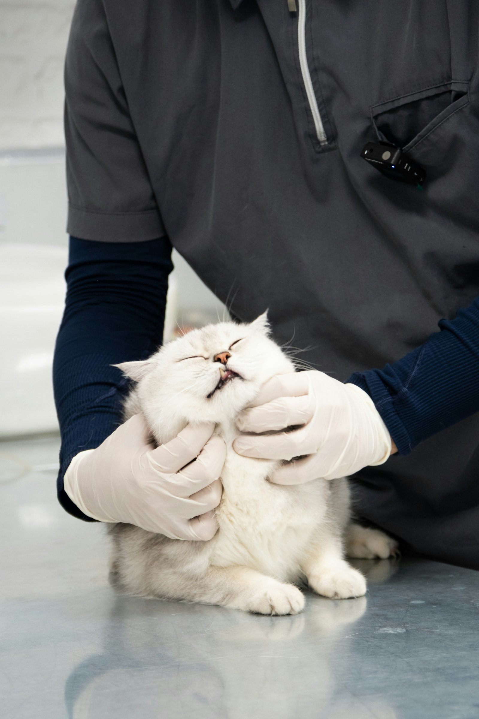 Pet diagnostics & wellness checkup